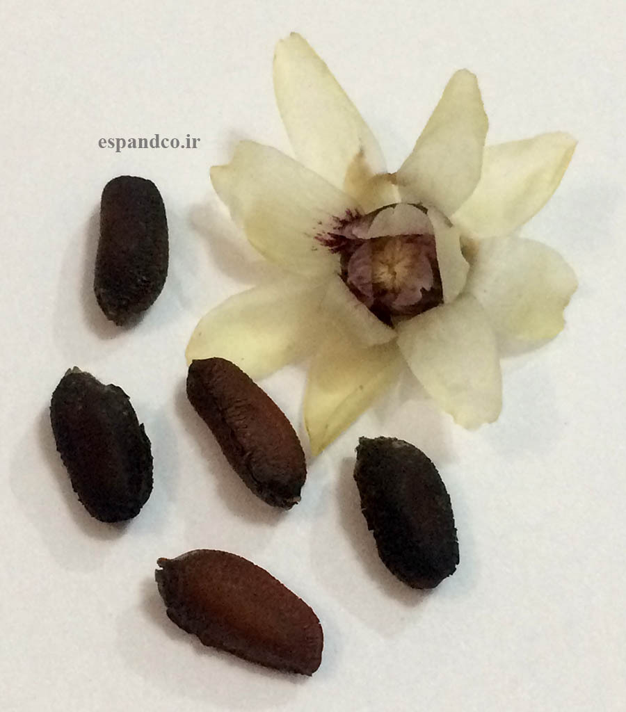  Chimonanthus fragrans seed 